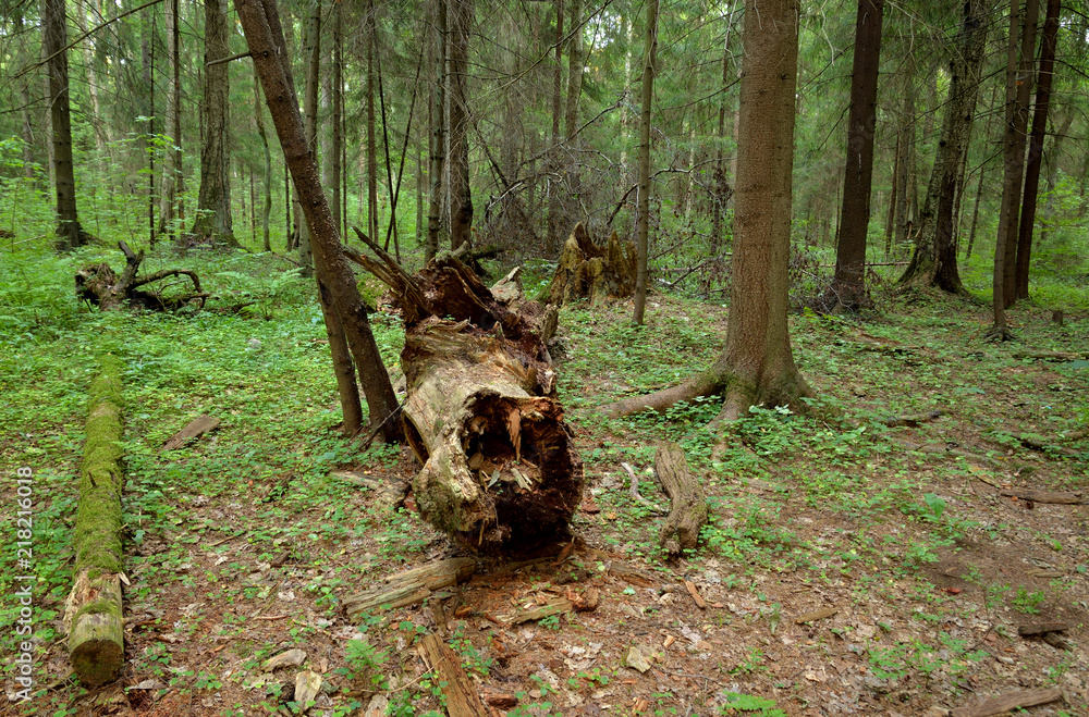 Fallen tree in the pine forest. Fallen tree in the pine forest.