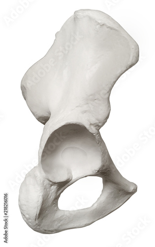 Anatomia ossa anca photo