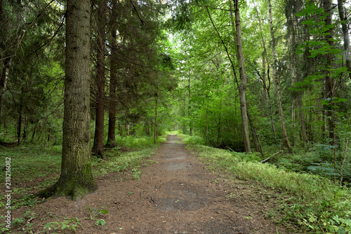 Road in forest at summer. © konstan