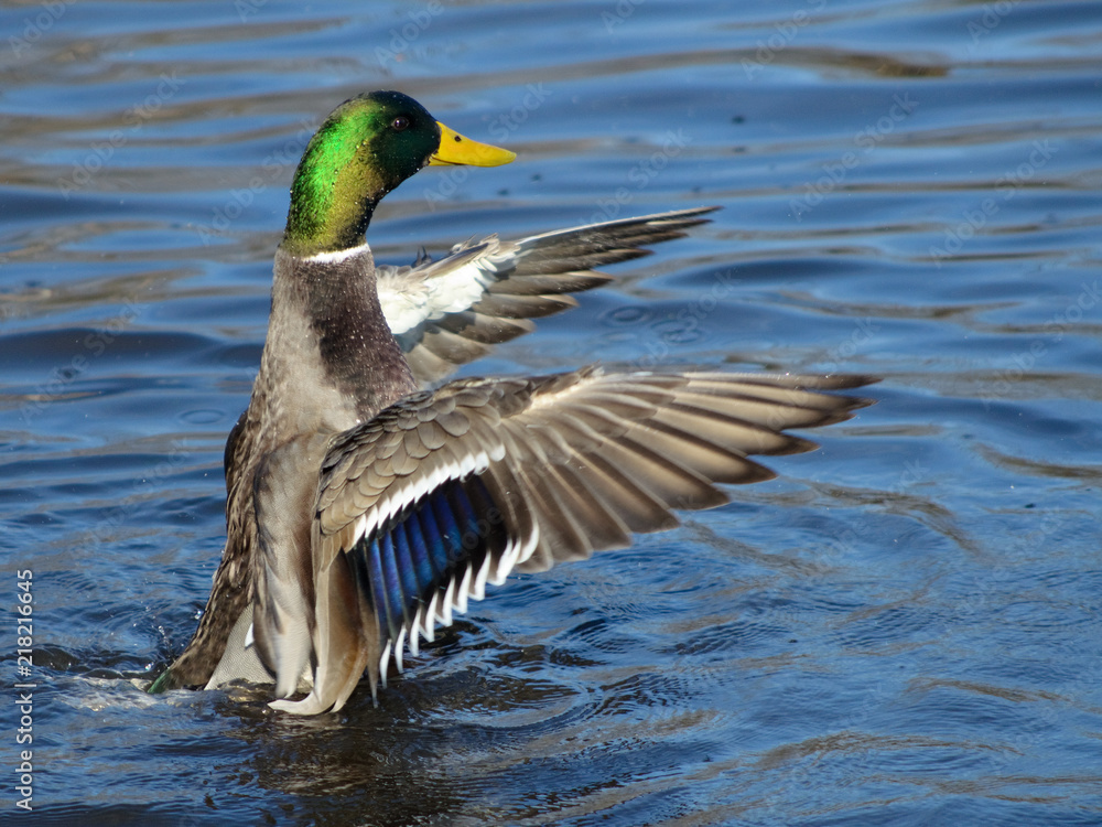 Fototapeta premium Mallard duck flapping its wings in water