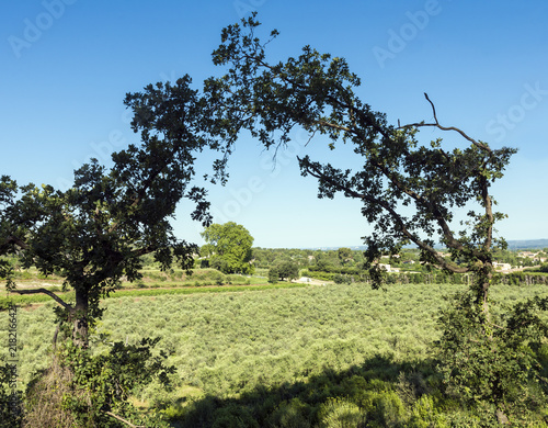 Olive grove in the Alpilles Region with a view to St Remy de Provence. Buches du Rhone, Provence, France.