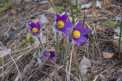 purple flower