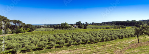 Fototapeta Naklejka Na Ścianę i Meble -  Winegrowingat and olive grove in the Alpilles Region at St Rémy de Provence. Buches du Rhone, Provence, France.