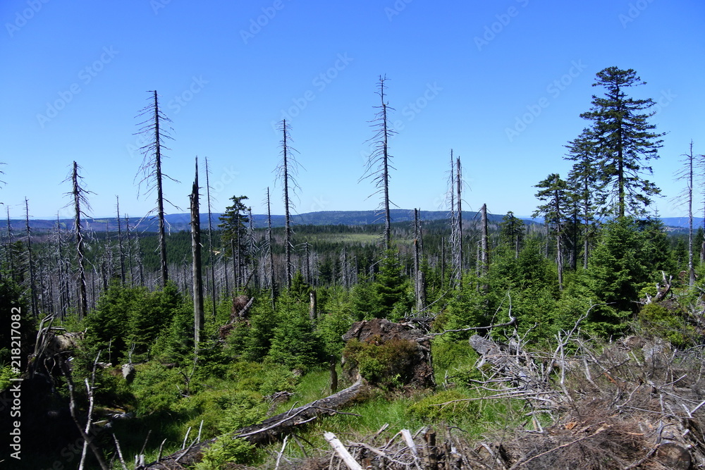 Fototapeta premium Fernblick und tote Bäume auf dem Brocken im Harz