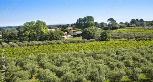 Winegrowingat and olive grove in the Alpilles Region at St R  my de Provence. Buches du Rhone  Provence  France.