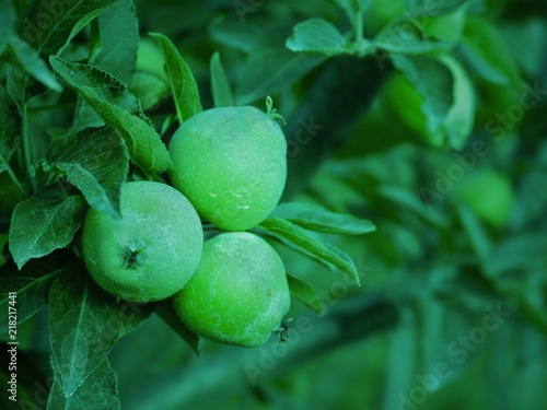 Green Little Apples In Orchard In Kashmir Valley India