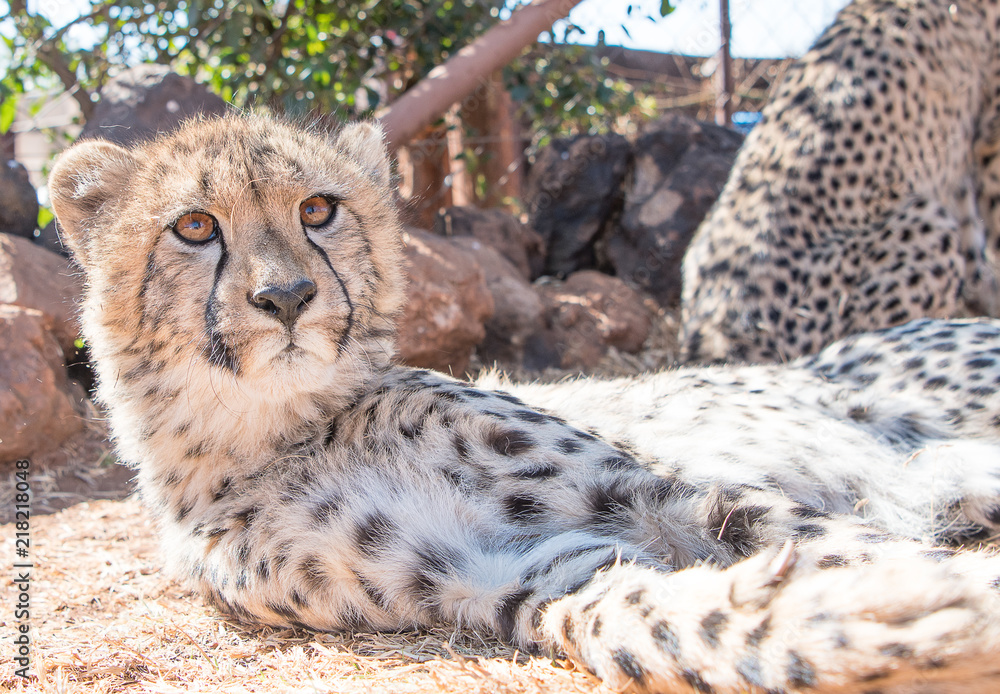 Fototapeta premium Cheetah cub