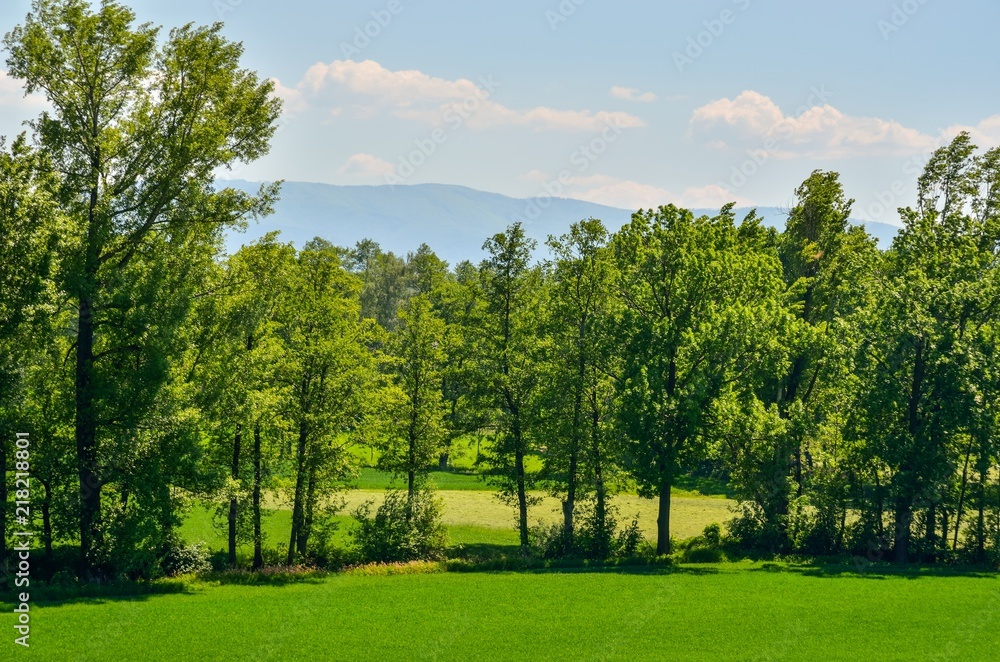Beautiful spring landscape. Green trees and clearing with mountains in the background. Beautiful spring landscape. Green trees and clearing with mountains in the background.