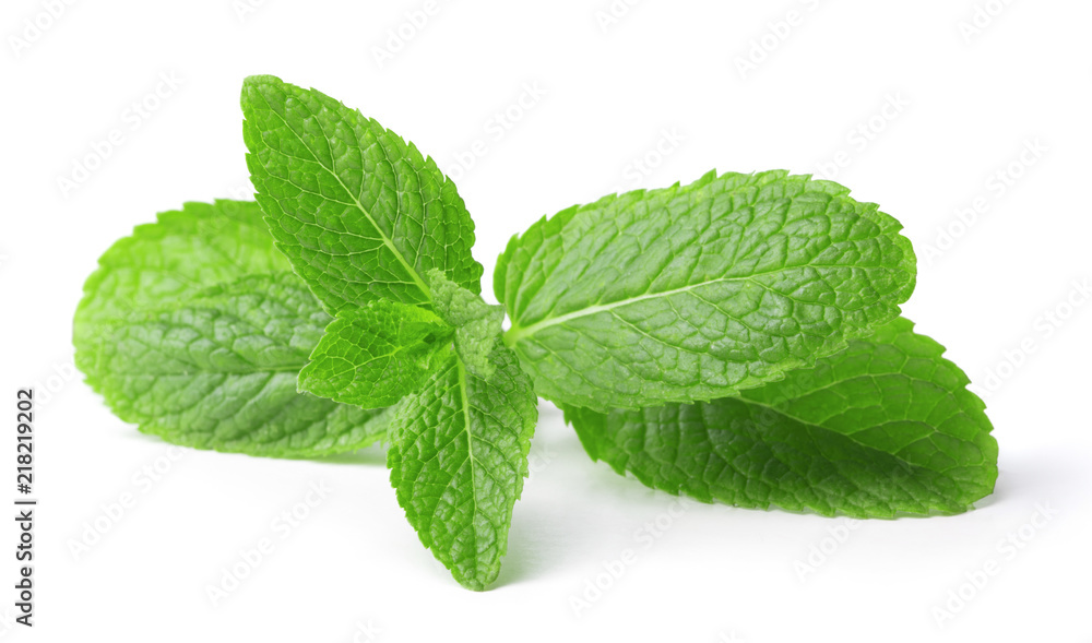 twig of green mint leaves isolated on white background twig of green mint leaves isolated on white background