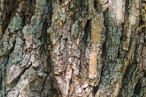 Close up of coarse rough tree bark covered with moss. Abstract natural texture background