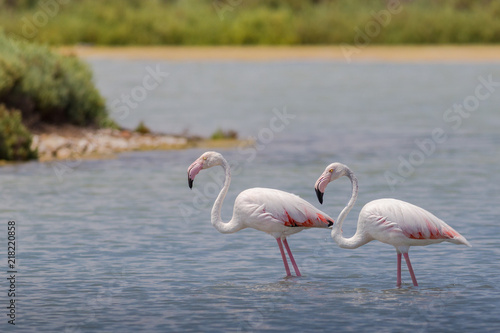 Flamingi w Santa Pola