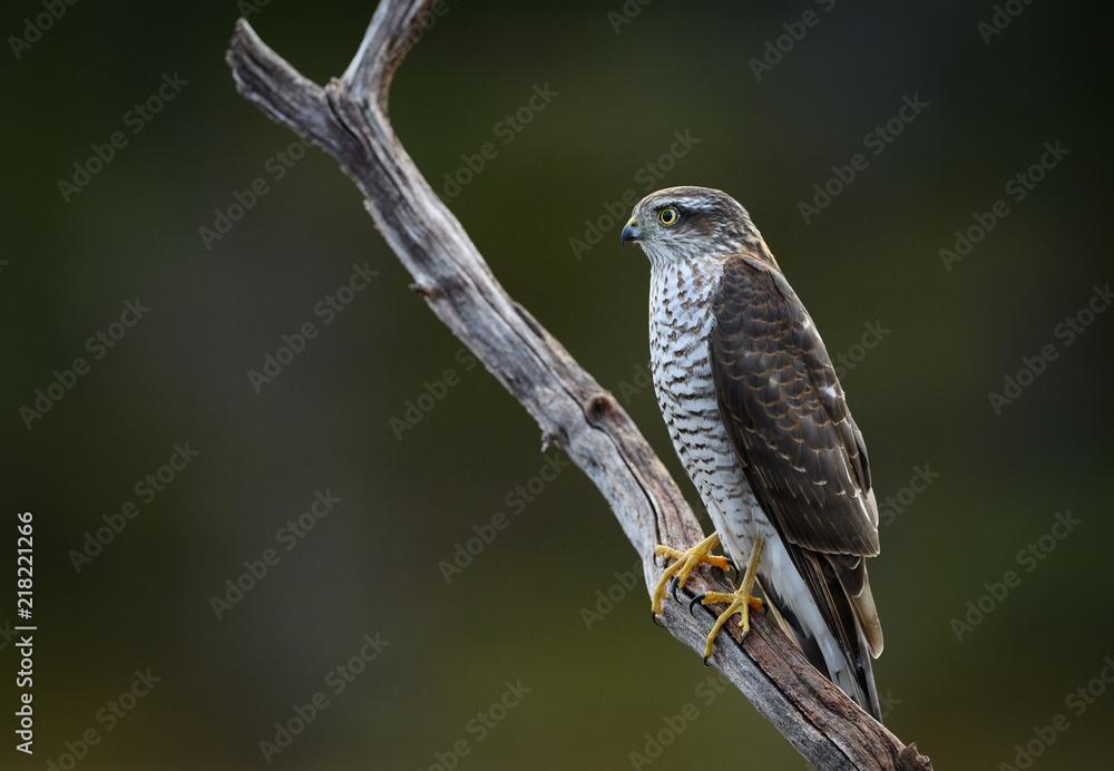 Obraz premium Sparrow hawk (Accipiter nisus)