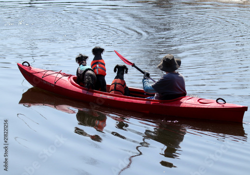 three dogs and a man on a boat,  guy with dogs on a kayak a funny situation, Poland