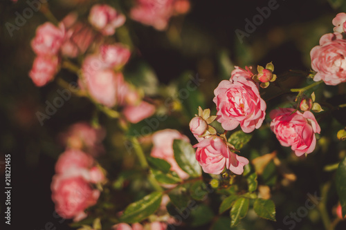 pink damask rose bush closeup on field background, local focus, shallow DOF