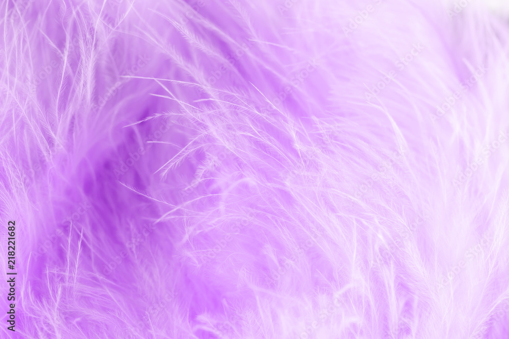 Macro shot of purple bird fluffy feathers in soft and blur style Macro shot of purple bird fluffy feathers in soft and blur style