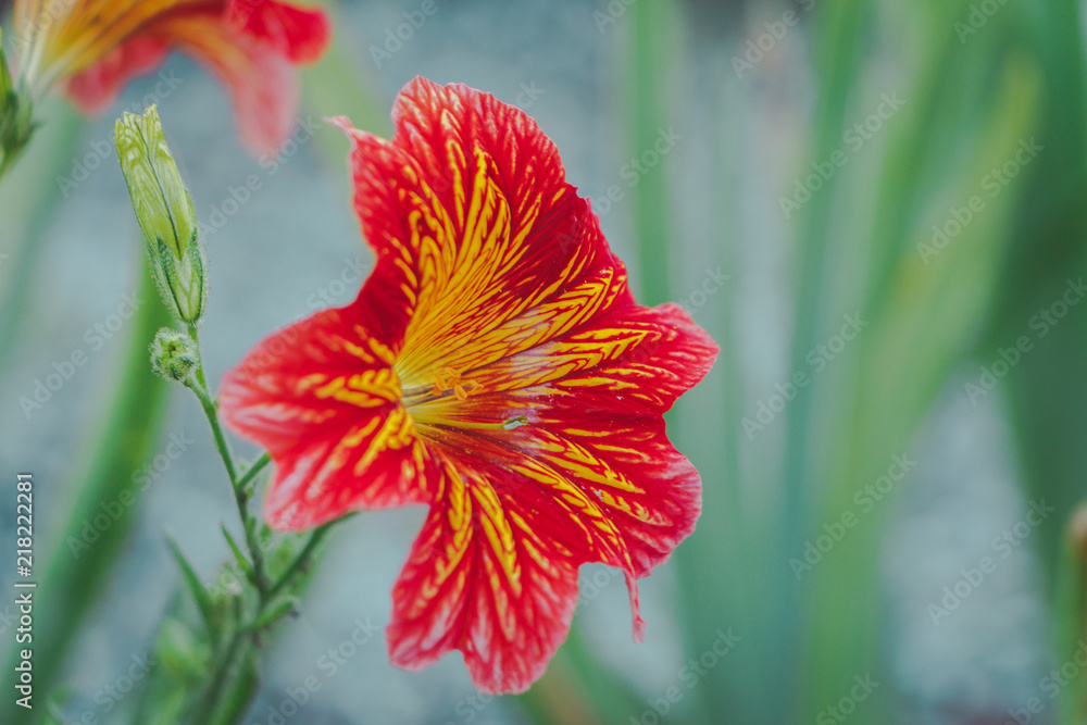 Salpiglossis flower in nature. Salpiglossis flower in nature.