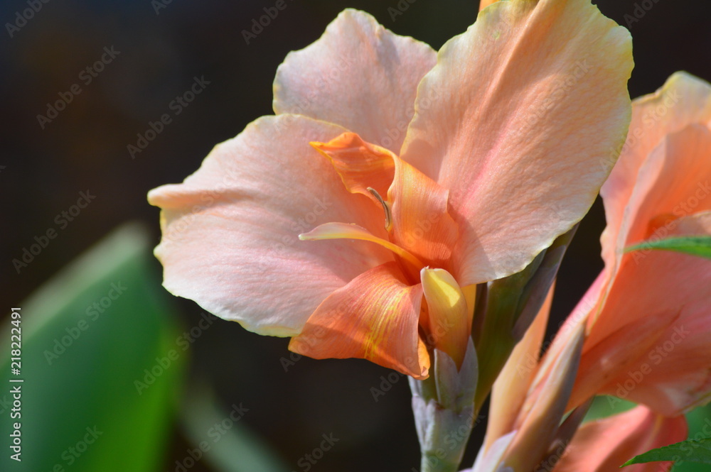 Obraz premium Tulsa 0059