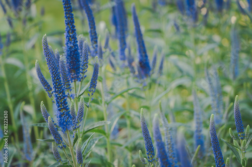 Blue Flowers Veronica. The flowers grow in the field. Veronica - genus of flowering plants in the family plantaginaceae . photo