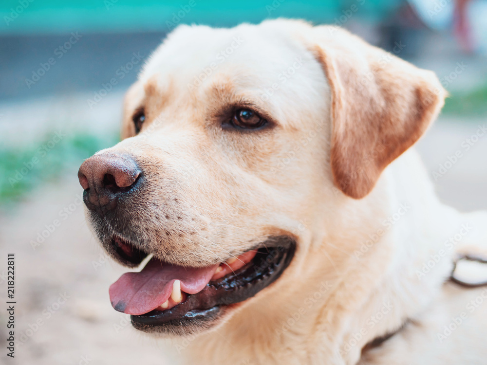 Beautiful adult golden labrador dog. Doggy smiling. He's feeling hot at summer. Beautiful adult golden labrador dog. Doggy smiling. He's feeling hot at summer.