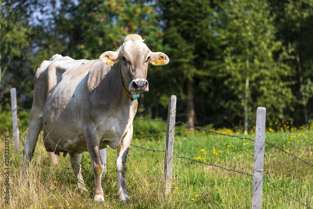 Fototapeta premium Kuh auf einer Wiese einer Koppel im Allgäu.