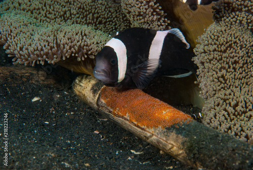 Seba anemonefish Amphiprion sebae photo