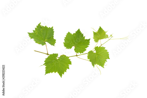 branch of a vine grapes isolated on a white background