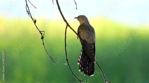 Common Cuckoo (Cuculus canorus) photo