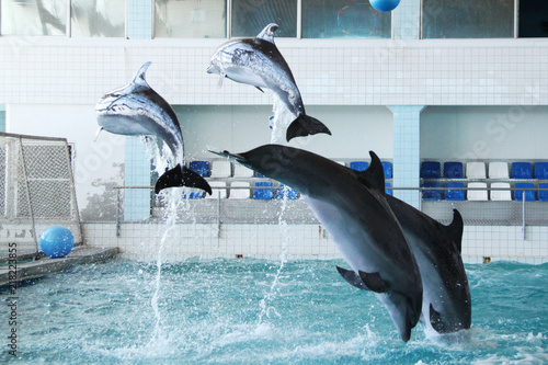 Dolphins jumping out of the water in swiming pool photo