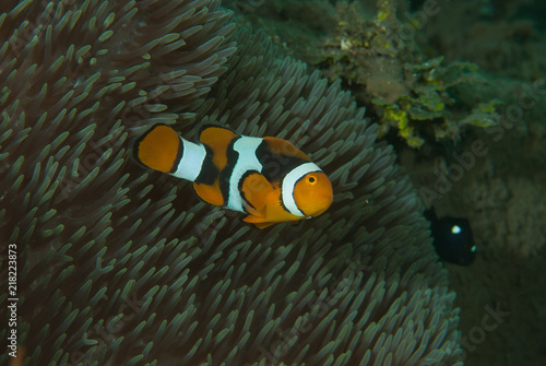 Eastern anemonefish Amphiprion percula