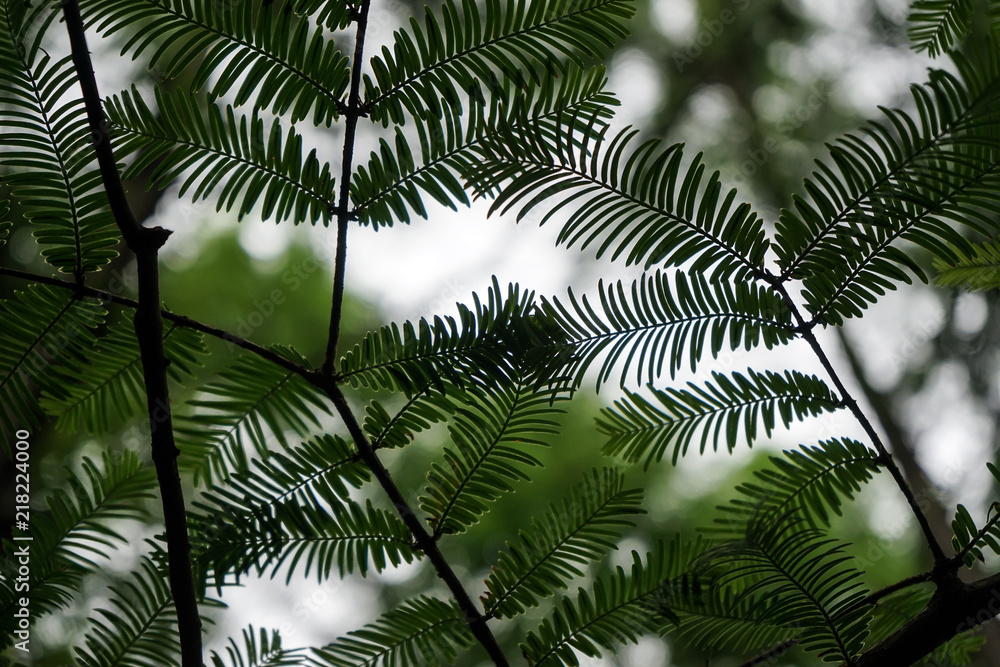 Fototapeta A Close-up of metasequoia