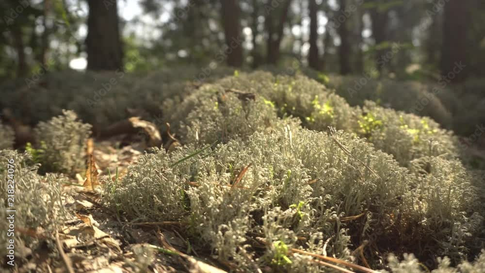 moss in the woods moss in the woods