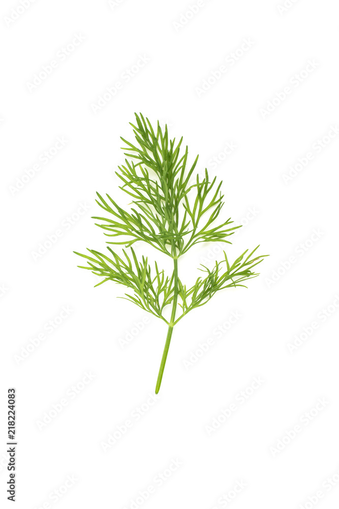 Naklejka premium dill leaf isolated on white background