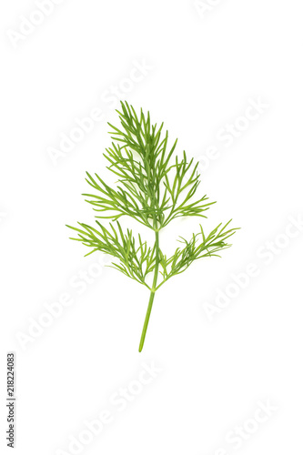 dill leaf isolated on white background