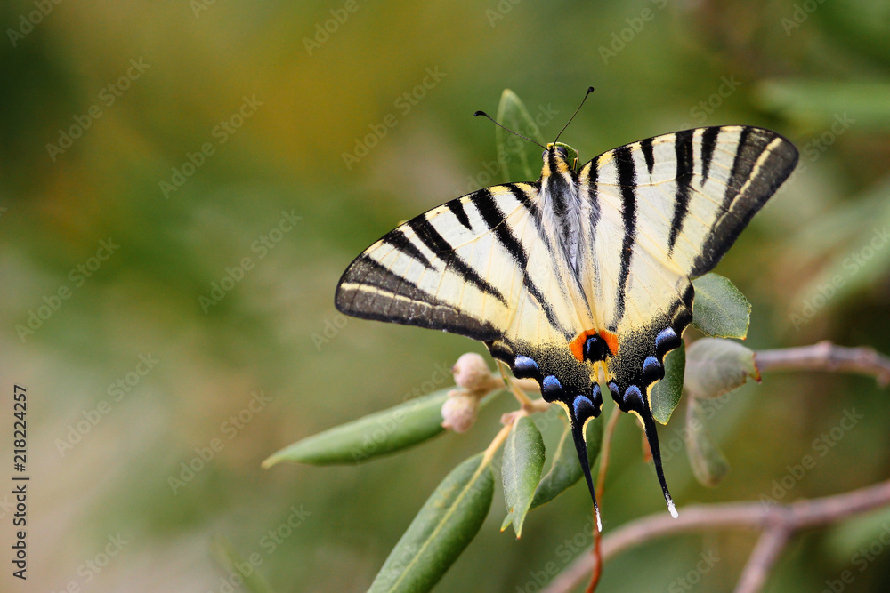 The scarce swallowtail in Croatia oliva tree in Europe The scarce swallowtail in Croatia oliva tree in Europe