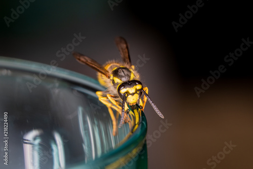 Wasp on a glass/drink - danger in summertime photo