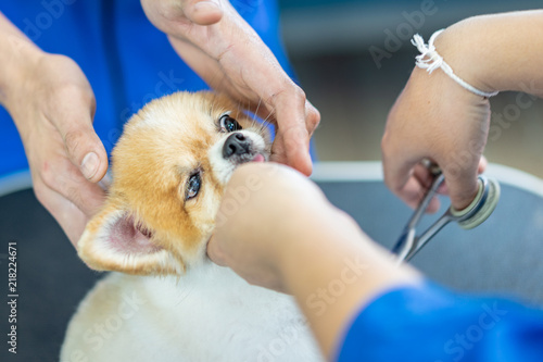 Groomer man haircut cute Pomeranian in hair service. Dog grooming, pet , beauty and business concepts.
