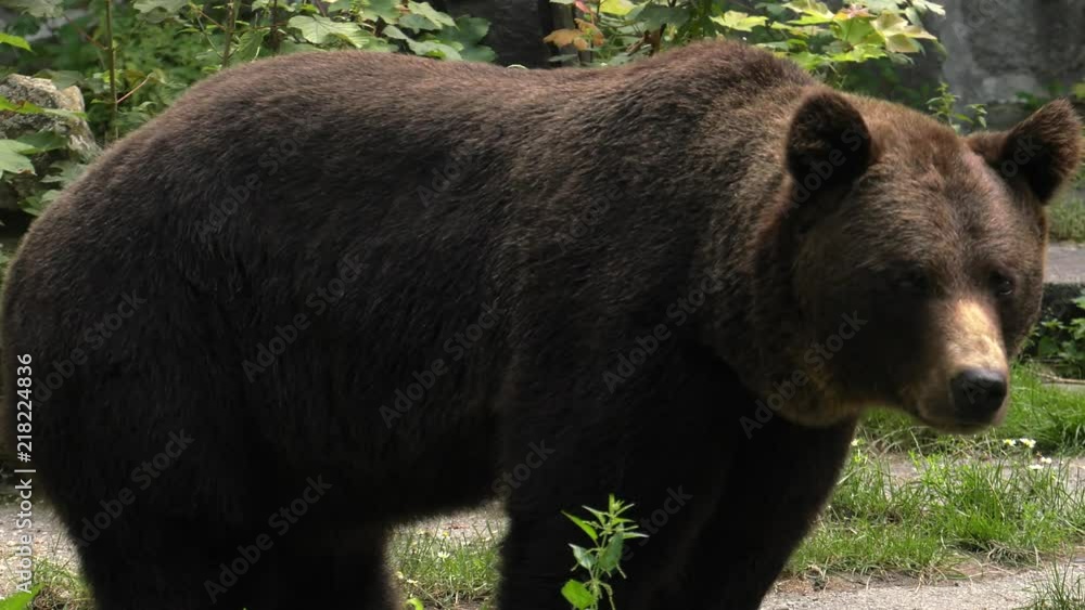 Brown bear looking for food. 4K, UHD, 50p,Panning,Closeup, Brown bear looking for food. 4K, UHD, 50p,Panning,Closeup,