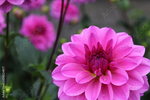 Fototapeta Naklejka Na Ścianę i Meble -  pink dahlia flower vicus beda