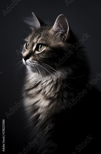 artistic portrait of a cat