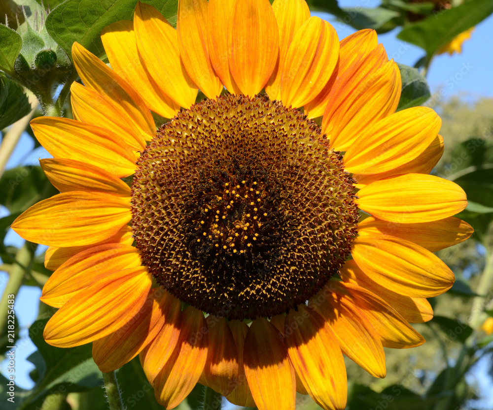 Obraz premium Sonnenblume