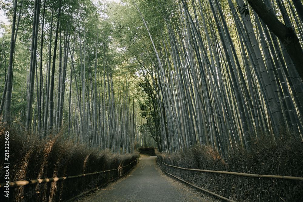 Fototapeta Bamboo forest walkway with film vintage style