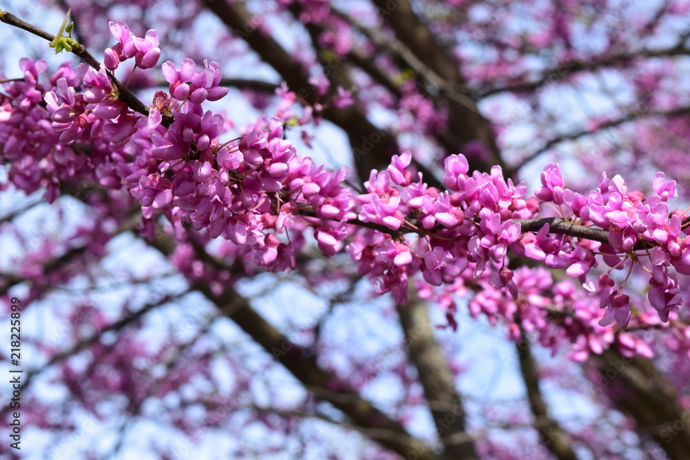 Obraz premium Blooming Judas flowers (Cercis siliquasturm)