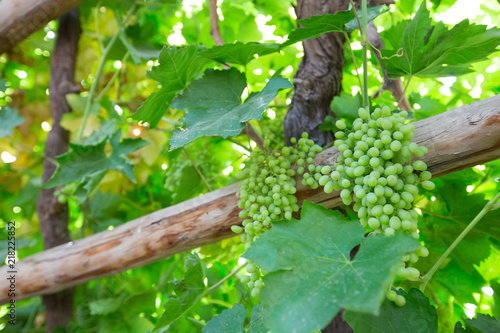 Famous Silk Road Destination is Grape Yard and rum in Urumqi, JinJiang, China photo