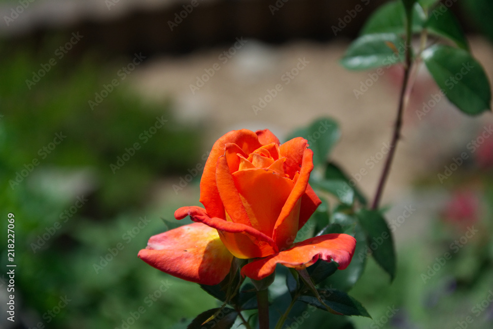 Booming orange rose - Opening petals of a rose blossom Booming orange rose - Opening petals of a rose blossom