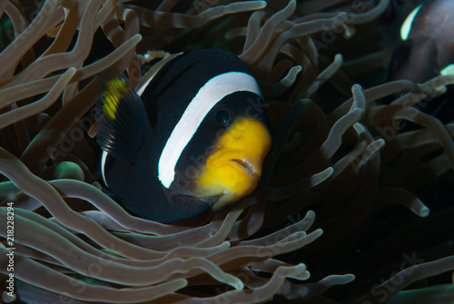 Seba anemonefish Amphiprion sebae photo