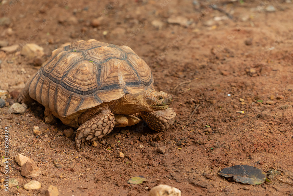 The Aldabra Giant Tortoise is a giant species of Tortoise native to the Aldabra Islands in the Indian ocean. The Aldabra Giant Tortoise is a giant species of Tortoise native to the Aldabra Islands in the Indian ocean.