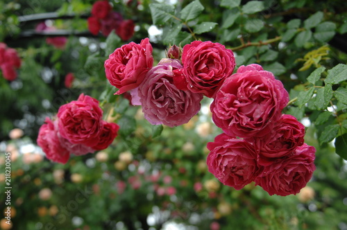 ローズガーデンと庭の薔薇