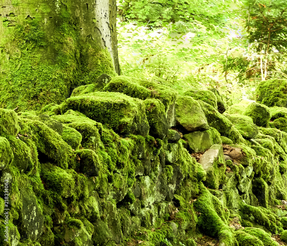 Lichen covered Beech tree, growing into ancient moss covered dry stone wall. Lichen covered Beech tree, growing into ancient moss covered dry stone wall.
