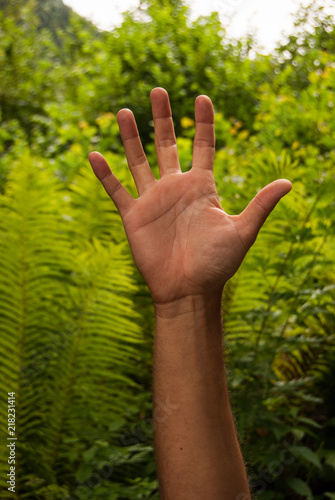 Hand with ferns as a background
