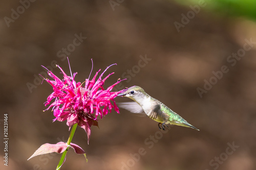 Wallpaper Mural A female red-throated hummingbird hovers while feeding from a bee balm flower Torontodigital.ca